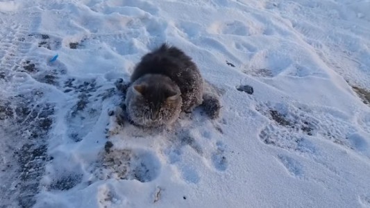 El dramático rescate de un gato que quedó pegado al suelo por el frío
