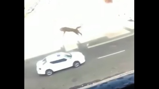 Identificaron a la joven que tiró a un gato desde un tercer piso