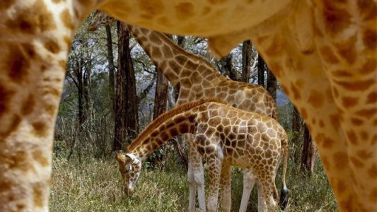 Alertan sobre la "extinción silenciosa" de las jirafas