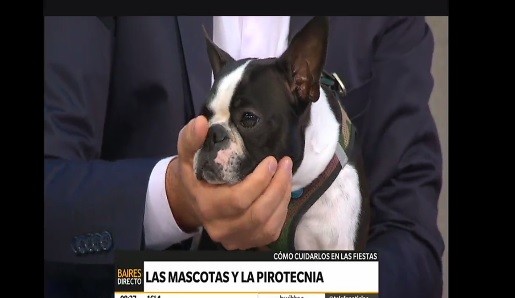 Pirotecnia: cómo cuidar a las mascotas