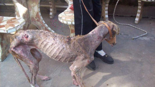 Denuncian abandono y matanza de perros galgos que eran sometidos a carreras