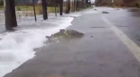 Video: cientos de salmones cruzaron una ruta en Estados Unidos