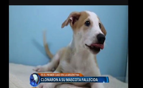 Murió su perro y lo clonaron