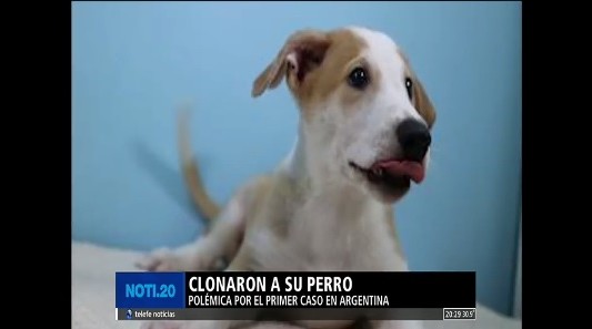 Logran clonar un perro por primera vez en Argentina
