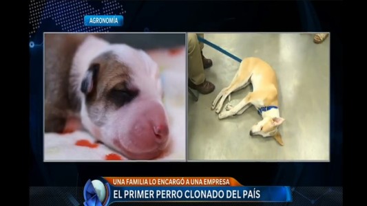 Así está el primer perro clonado de Argentina