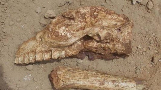 Hallaron fósiles de hace tres millones de años en Miramar