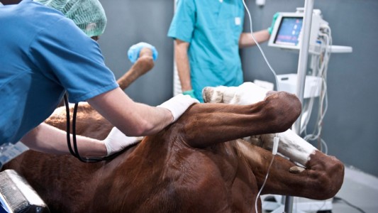 Advierten sobre un parásito de caballos que puede afectar a humanos