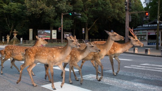 La misteriosa ciudad japonesa que está tomada por los ciervos
