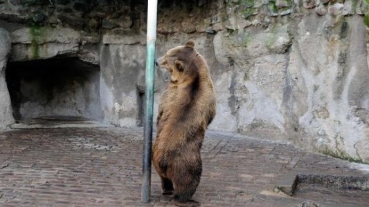 Aprobaron la reconversión del zoológico de Mendoza en Ecoparque y el traslado de los animales
