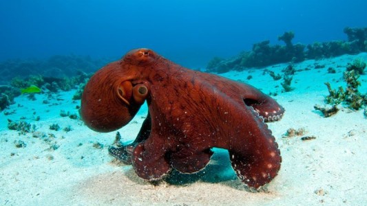 Saliva del pulpo rojo ayudaría contra el Alzheimer