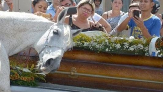 La historia de "Sereno", el caballo que lloró frente al ataúd de su jinete muerto