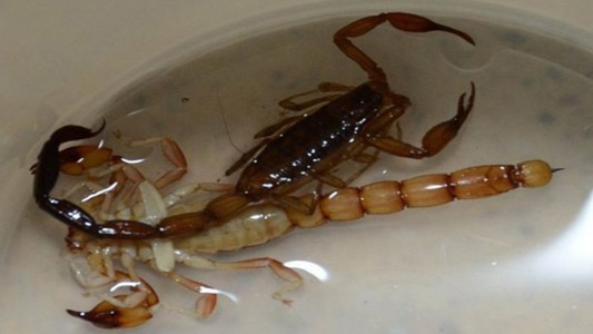 Una nena de 7 años murió tras ser picada por un alacrán