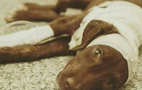 Dolor por la muerte de "Chocolate", el perro despellejado y abandonado
