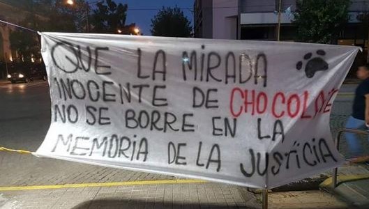 Piden justicia por "Chocolate", el perro despellejado que murió
