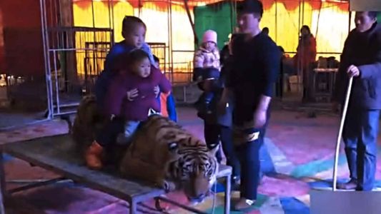 Furia en China: ataron un tigre en un circo para que la gente se saque fotos montado en él