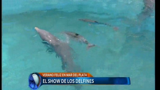 El show de los delfines