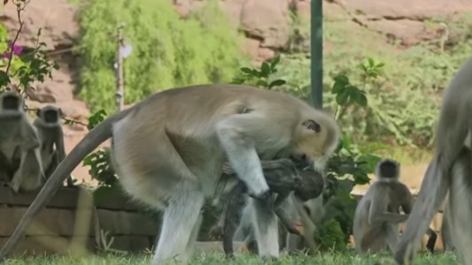 #Duelo Así reaccionan estos monos ante la muerte de una cría "falsa"