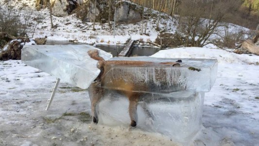 Foto viral: el zorro congelado que se convirtió en símbolo de la ola polar que cubre Europa