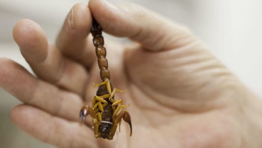 Un nene de 5 años fue picado por un alacrán en su casa de Palermo y está en terapia intensiva
