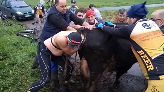 Grupo de ciclistas deja carrera para salvarle la vida a un ternero que no podía nacer