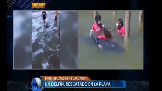 Rescataron a un delfín en la playa de Mar del Plata