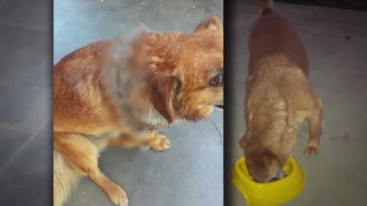 Horror en Córdoba: Murió otro "Chocolate" luego de una feroz agresión