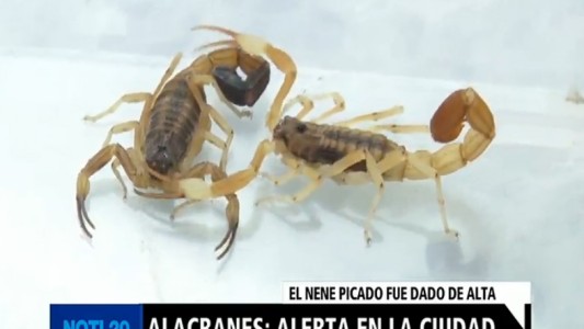 Alerta: más alacranes