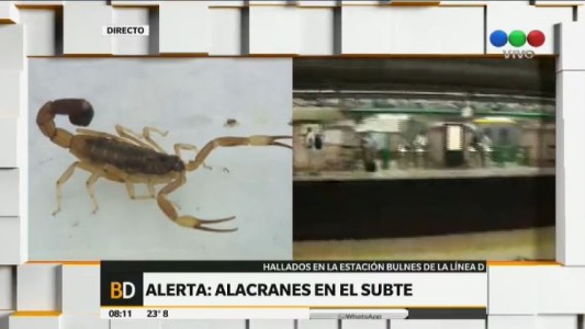 Encontraron un alacrán en la estación Bulnes de la línea D