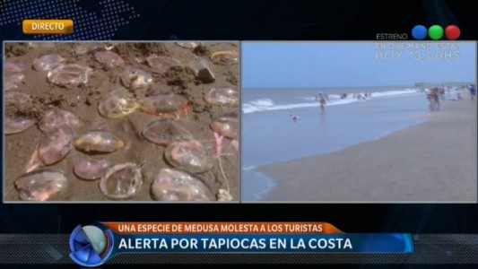 Alerta por tapiocas en la costa