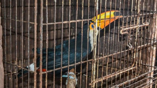 Lo denunciaron por tener un zoológico ilegal en su casa con animales exóticos