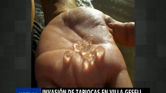 Aguas peligrosas en Villa Gesell y Pinamar por una invasión de tapiocas
