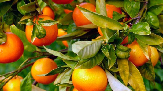 Primero fueron los limones, ahora Trump tampoco quiere nuestras naranjas y mandarinas