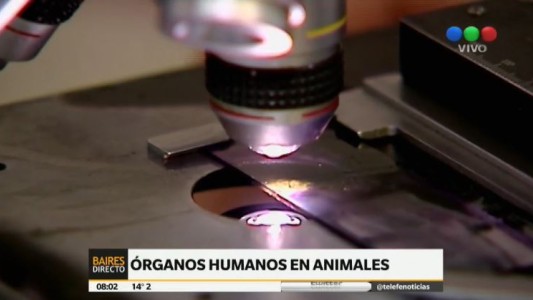 Avanzan en el "cultivo" de órganos en animales