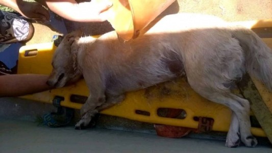 Murió un perro cuyo dueño lo dejó encerrado en el auto para ir a la playa