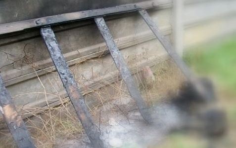 Salvaje ataque a un perro en Gualeguaychú