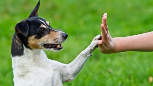 Proponen adiestrar perros callejeros para que ayuden a bomberos, policías y personas con discapacidad