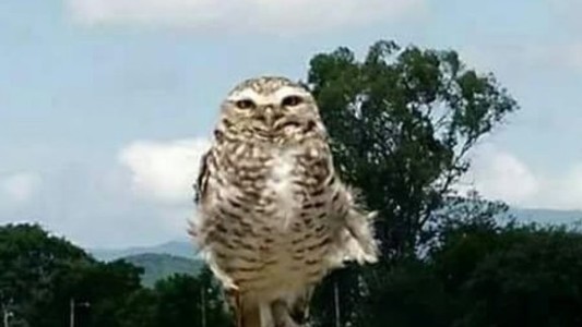 Indignación en un colegio de Salta: tres chicos mataron de un pelotazo a la mascota, la lechuza "Luchita"