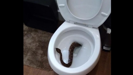 Un niño usó el inodoro y apareció una víbora cascabel, luego encontraron 23 más