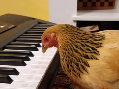 #EsViral la gallina patriota que aprendió a tocar el piano