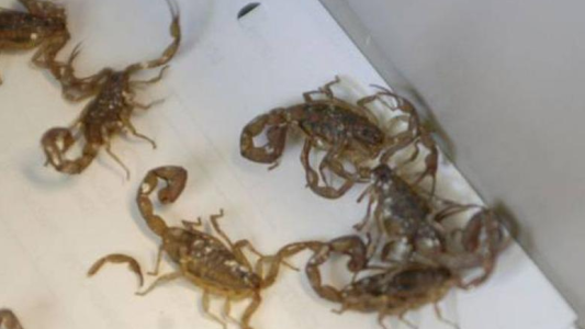 Una familia encontró más de 50 alacranes en su vivienda de Villa María