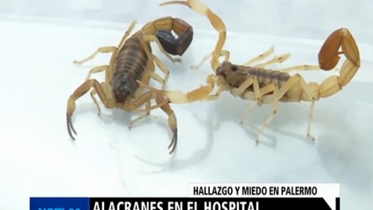 Hallaron un alacrán en la terapia intensiva del Hospital de Niños de Palermo
