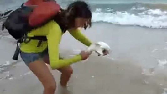 #ElViralQueNosIndigna Ésto le pasó a una turista que quería sacarse una foto con un pequeño tiburón