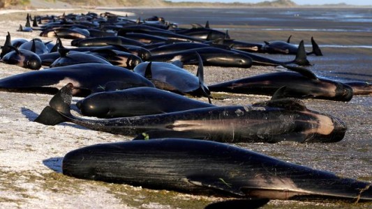 Más de 300 ballenas murieron varadas en una playa de Nueva Zelanda