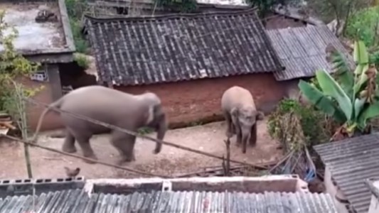 Elefantes salvajes "invadieron" un pueblo en busca de comida