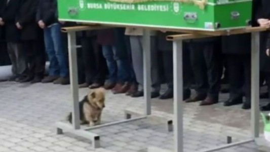 La historia del perro que visita todos los días la tumba de su dueño muerto