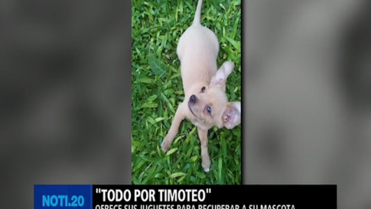Todo por Timoteo: un nene ofrece sus juguetes a cambio de su perrito perdido