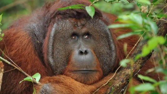 Cortan en pedazos y se comen a un orangután de una especie en peligro de extinción