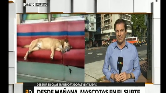 Los perros y gatos podrán viajar en los subtes desde este fin de semana