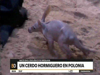 Un cerdo hormiguero nació en un zoológico de Polonia