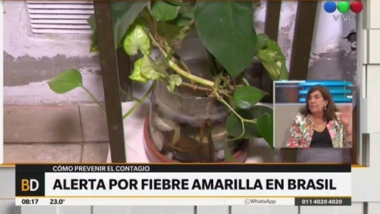 Prevención por casos de fiebre amarilla en Brasil